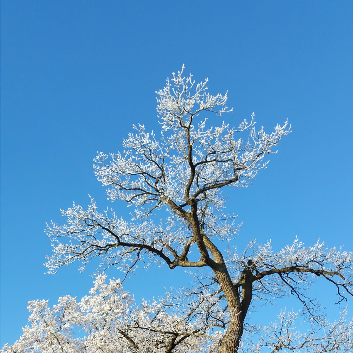 Baum, Himmel, Frost - Beatrice von Singen - Lebensberatung zur Selbstentfaltung