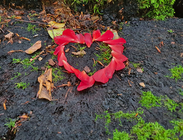 Symbol Herz - Beatrice von Singen - Symbole Märchen, Rituale Rauhnacht, Analyse Ahnenforschung Symbol Herz - Beatrice von Singen - Lebensberatung zur Selbstentfaltung