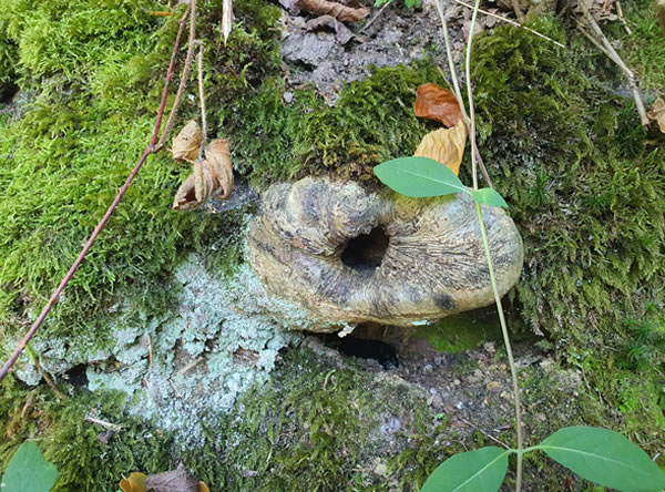 Schlangenwesen Erde - Beatrice von Singen - Symbole Märchen, Rituale Rauhnacht, Analyse Ahnenforschung Schlangenwesen Erde - Beatrice von Singen - Lebensberatung zur Selbstentfaltung