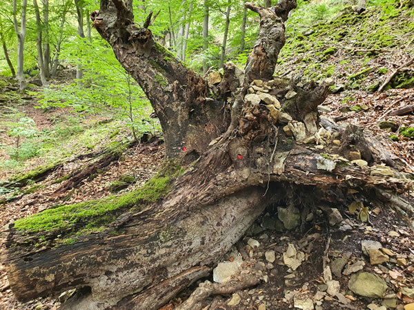 Andersweltwesen Erde - Beatrice von Singen - Symbole Märchen, Rituale Rauhnacht, Analyse Ahnenforschung Andersweltwesen Erde - Beatrice von Singen - Lebensberatung zur Selbstentfaltung