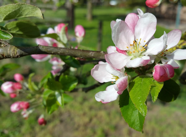 Kirschblüte - Beatrice von Singen - Symbole Märchen, Rituale Rauhnacht, Analyse Ahnenforschung Kirschblüte - Beatrice von Singen - Lebensberatung zur Selbstentfaltung