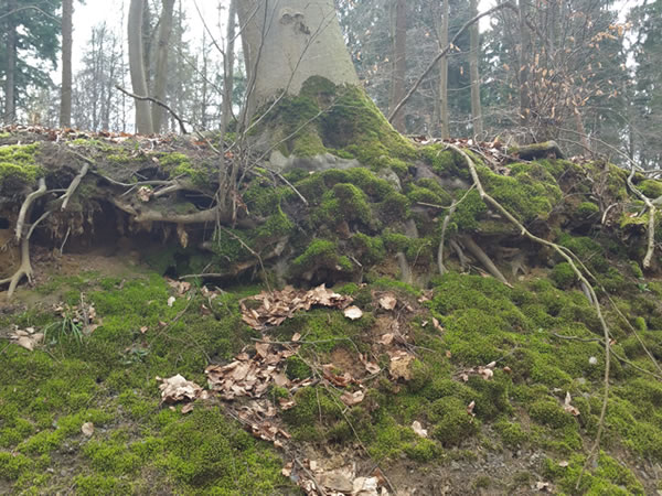 Baum mit Wurzeln und Moos - Beatrice von Singen - Symbole Märchen, Rituale Rauhnacht, Analyse Ahnenforschung Baum mit Wurzeln und Moos - Beatrice von Singen - Lebensberatung zur Selbstentfaltung